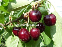 Роял Эди (Royal Ediе) (моголебка)